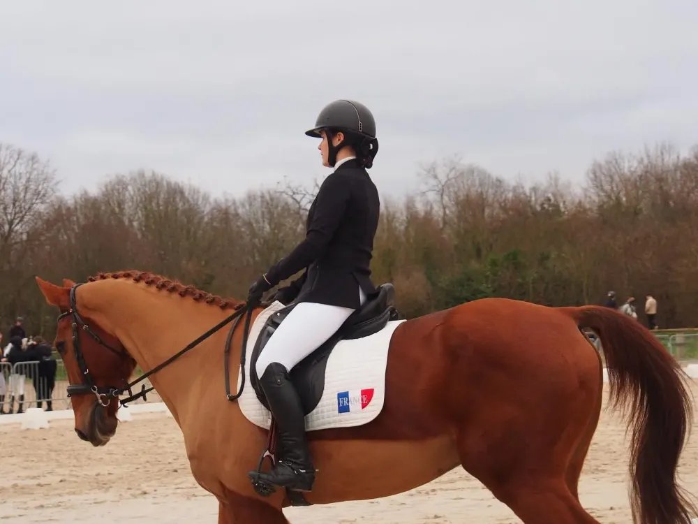 dressage