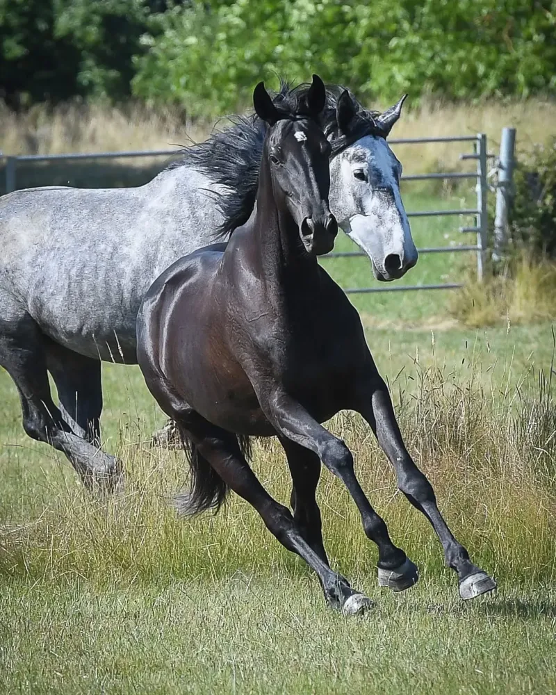 chevaux-pre